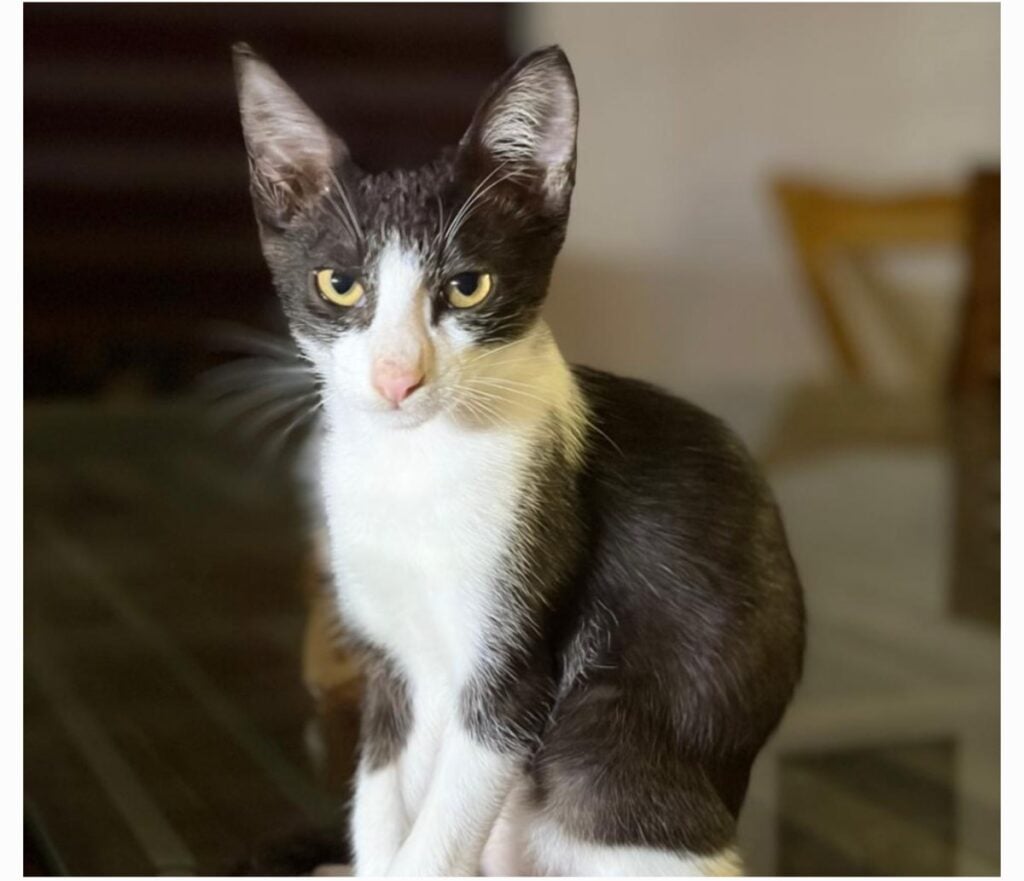 The fourth kitten, black and white with yellow eyes, sitting on a table in Kalpetta, Wayanad