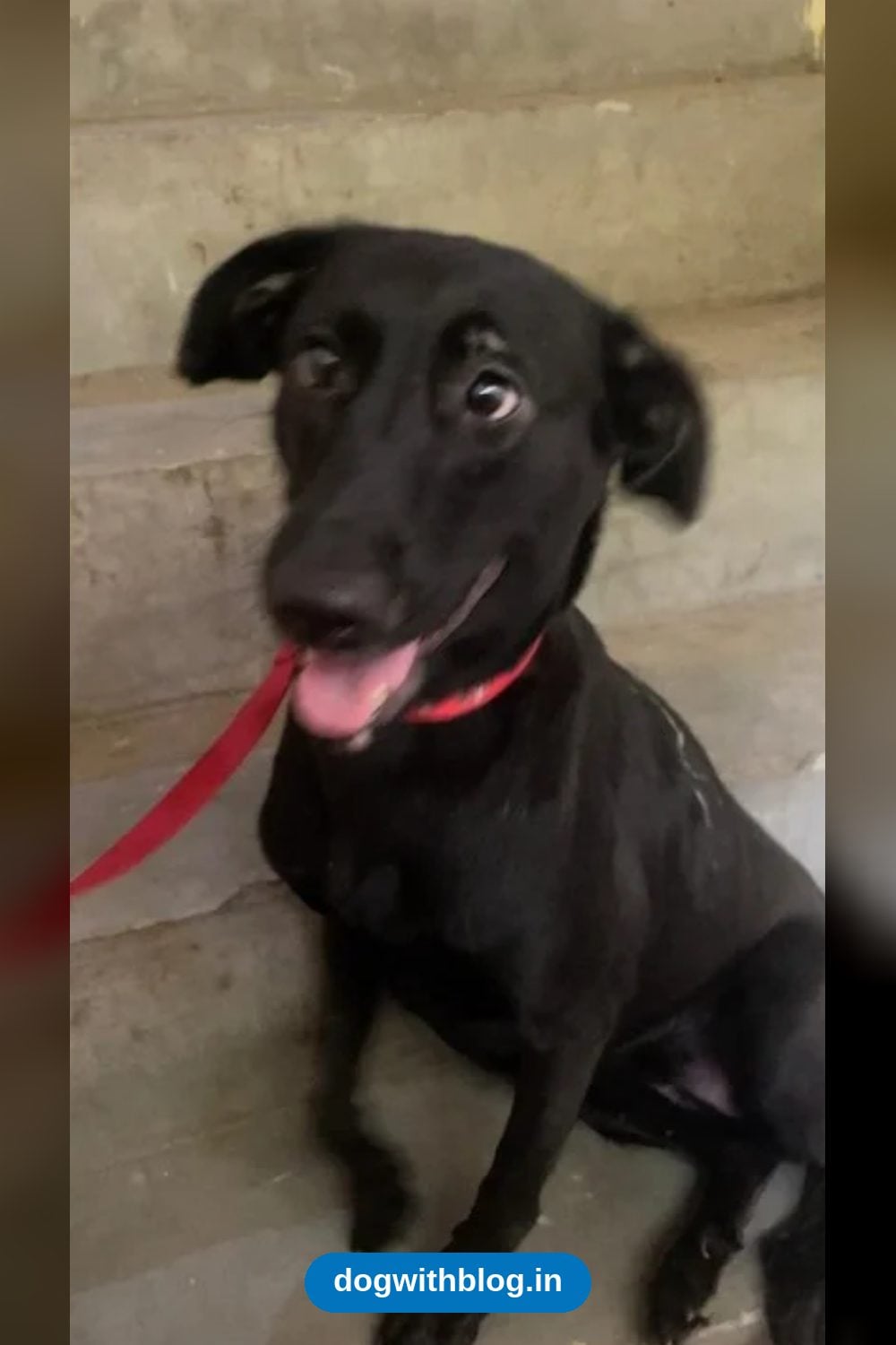 Blacky, a One-Year-Old Indie Girl From New Delhi, Now Adopted in Delhi NCR