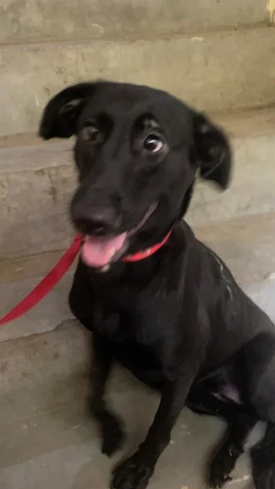 Black indie dog with a red collar and red leash sitting on stone steps, tongue out, looking at the camera. Blacky, adopted in New Delhi.