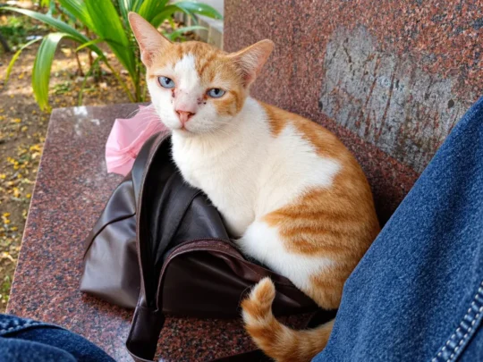 Blusie, a Tiny Spayed 1-Year-Old Cat Who Looks Like a Kitten, Needs a Safe Home, adoptable cat in Mumbai