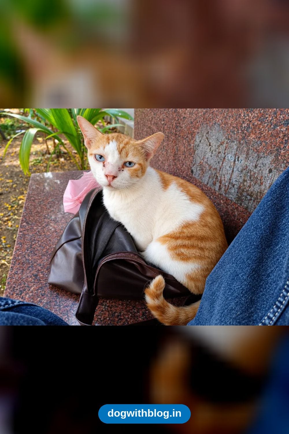 Blusie, a Tiny Spayed 1-Year-Old Cat Who Looks Like a Kitten, Needs a Safe Home — Mumbai