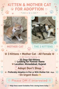 Mother cat and three 25-day-old kittens need a home in Ahmedabad