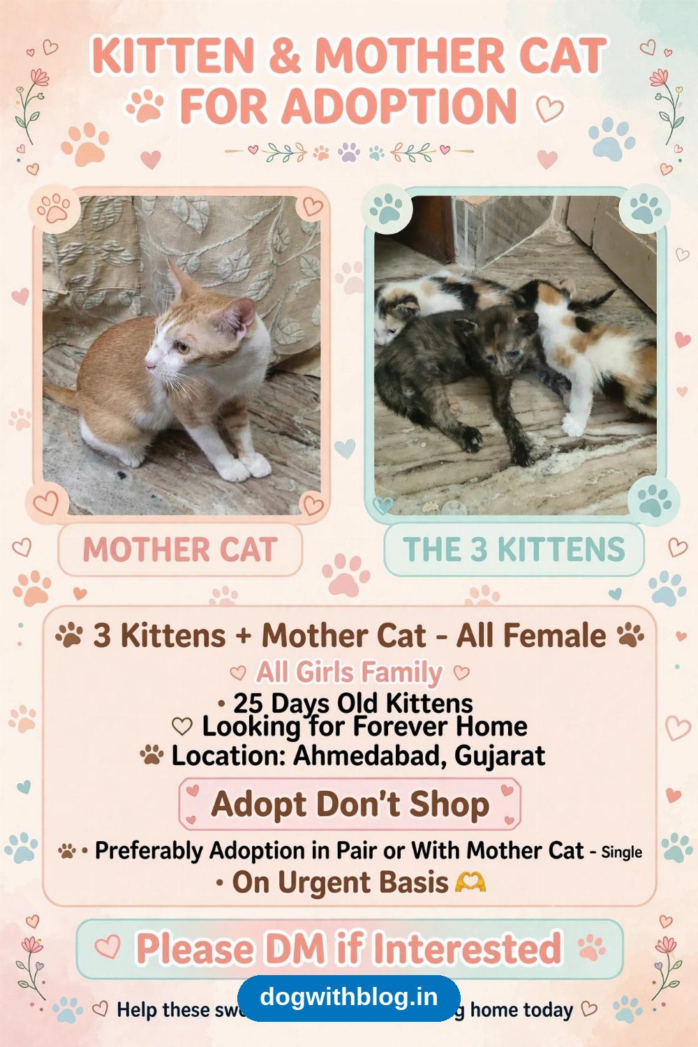 Mother cat and three 25-day-old kittens need a home in Ahmedabad
