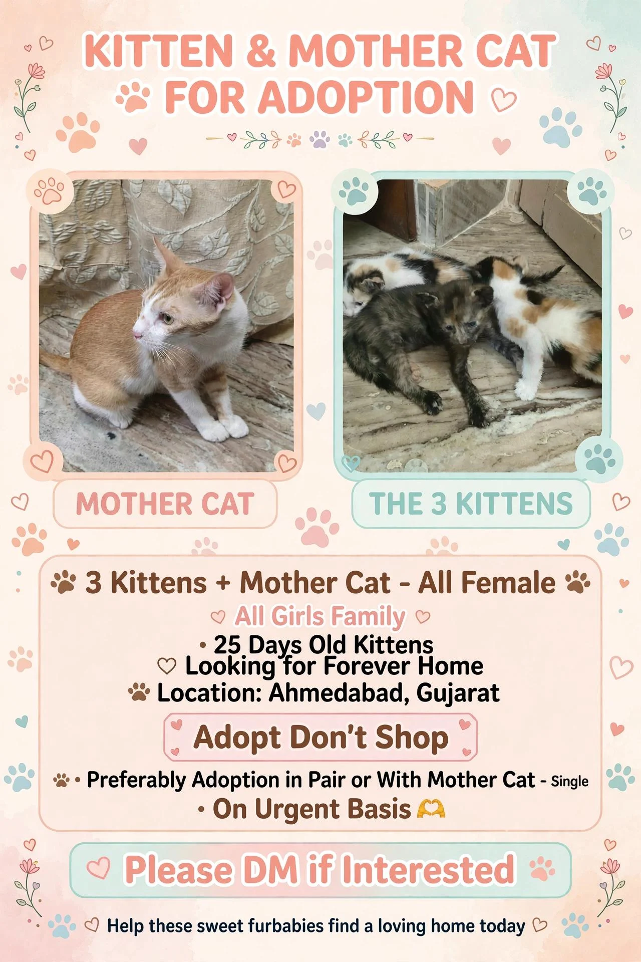Mother cat and three 25-day-old kittens need a home in Ahmedabad