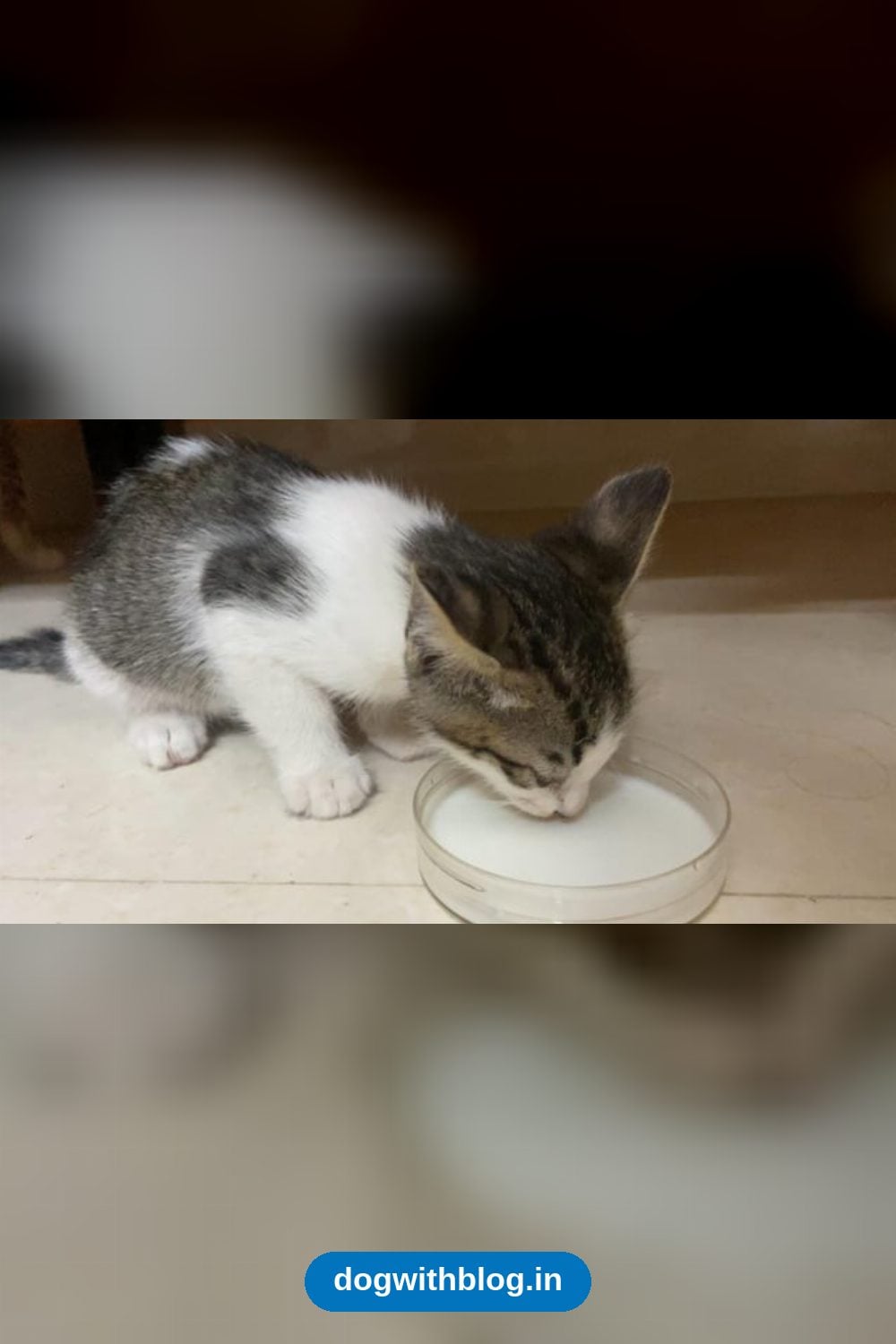 Male Kitten, 1.5 Months Old, Needs a Home in Murugeshpalya — Bengaluru