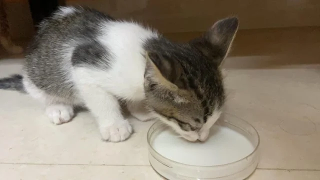 A grey and white tabby kitten drinking milk from a clear bowl on a tiled floor