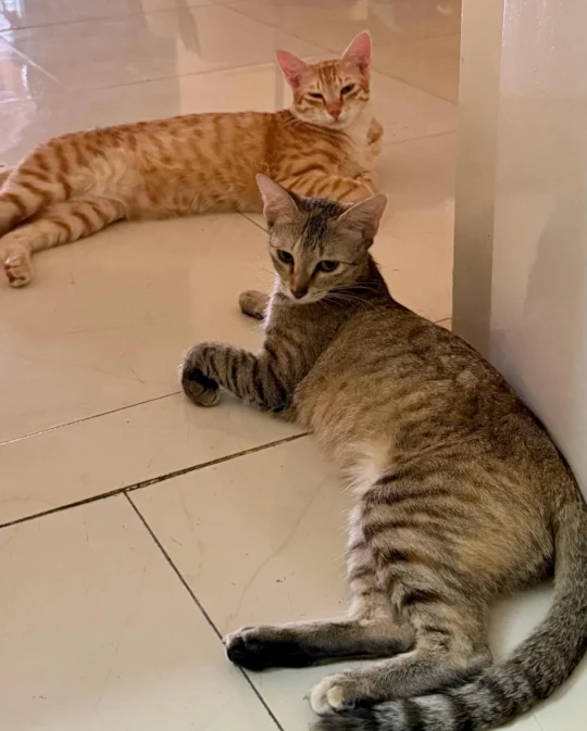 Yuki and Kyo, Bonded Tabby and Ginger Siblings, Need a Home Together, adoptable cat in Bengaluru