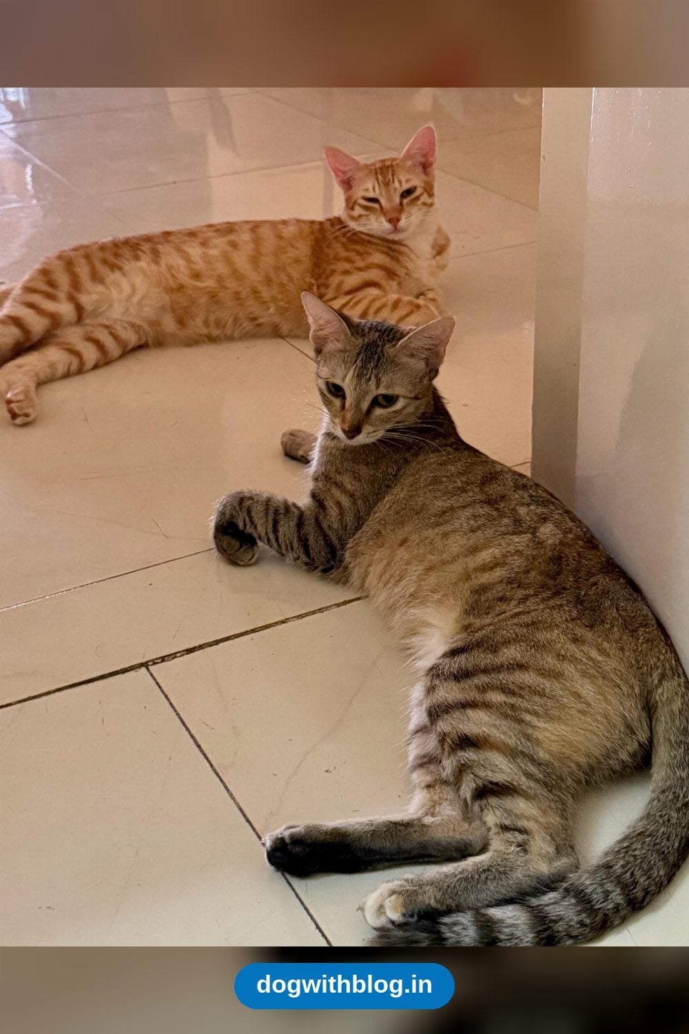 Yuki and Kyo, Bonded Tabby and Ginger Siblings, Need a Home Together — Bengaluru