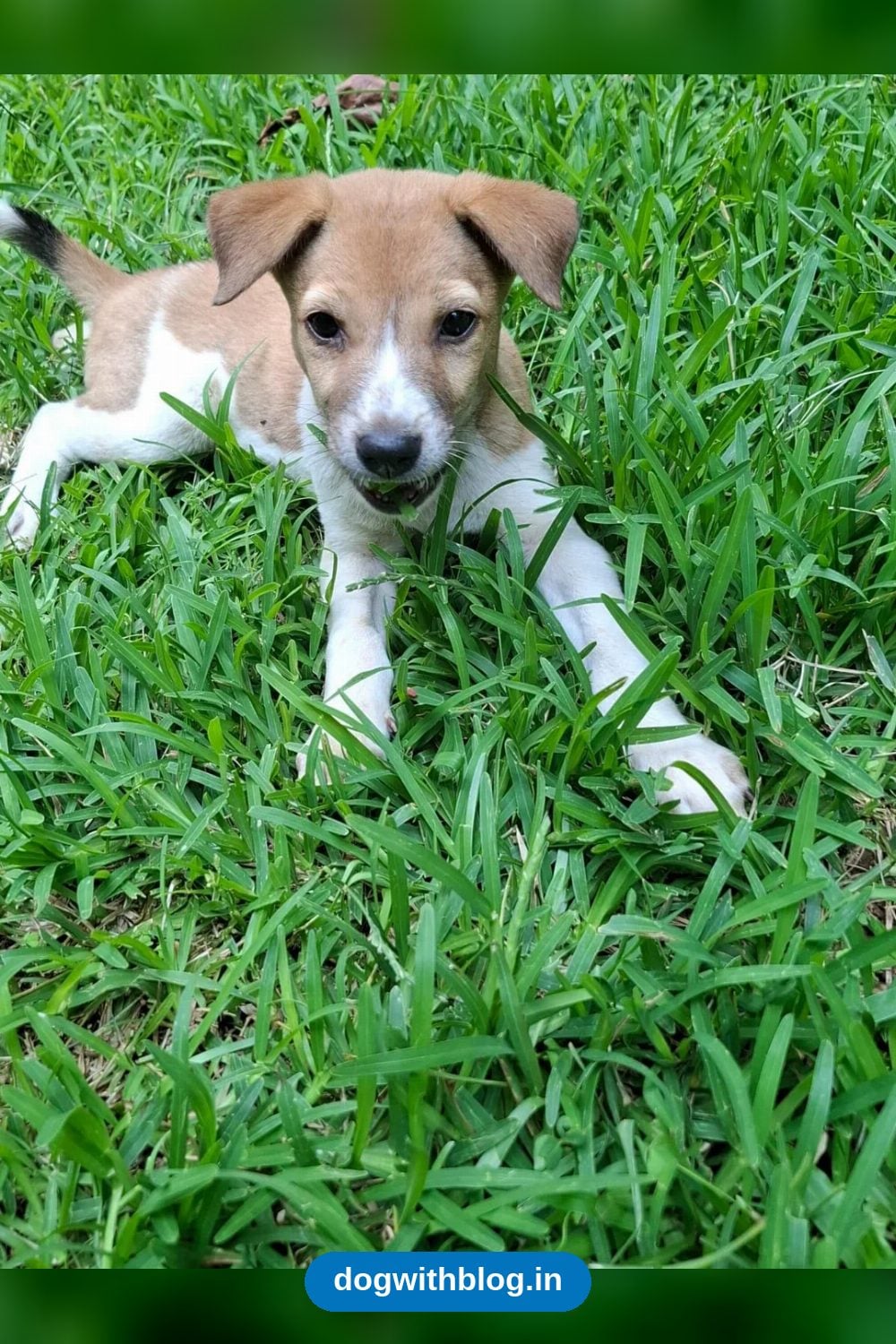 Bruno, an Indie Puppy With Floppy Ears and a Black-Tipped Tail, Is Looking for a Home — Bengaluru