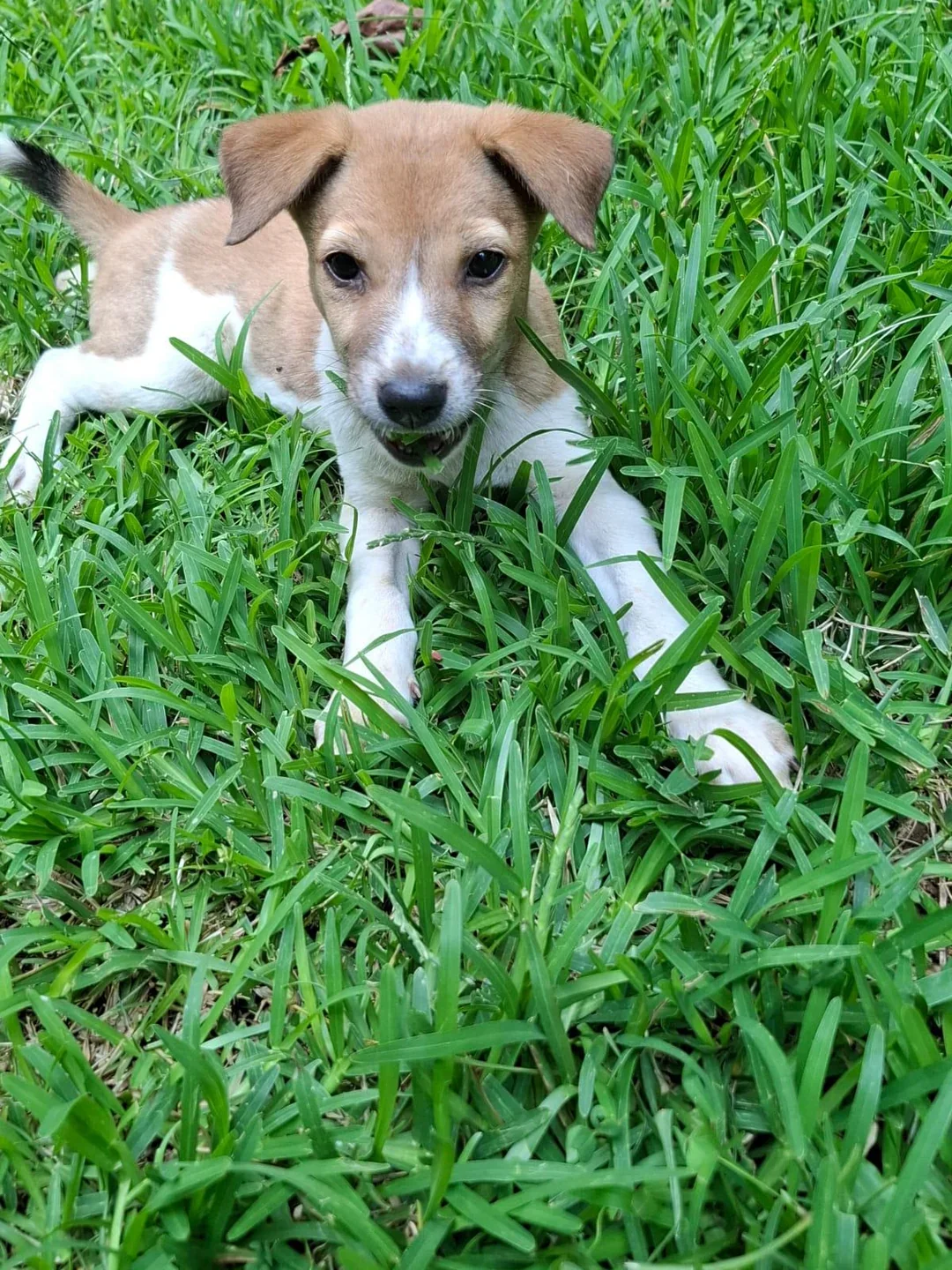 Tan and white puppy with floppy ears, a white blaze and a black-tipped tail lying in short green grass and looking at the camera.
