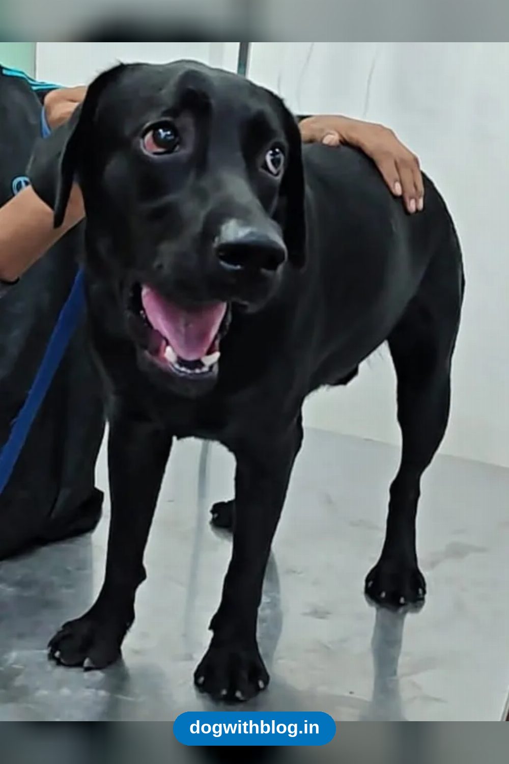 Buzo, a 7.5-Month-Old Labrador Too Energetic for His Elderly Owners, Needs a Home in Delhi NCR
