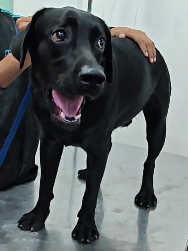 Buzo, a black Labrador puppy, standing on a steel table with a hand on his back