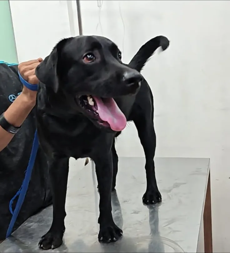Buzo the black Labrador with his tongue out and tail up