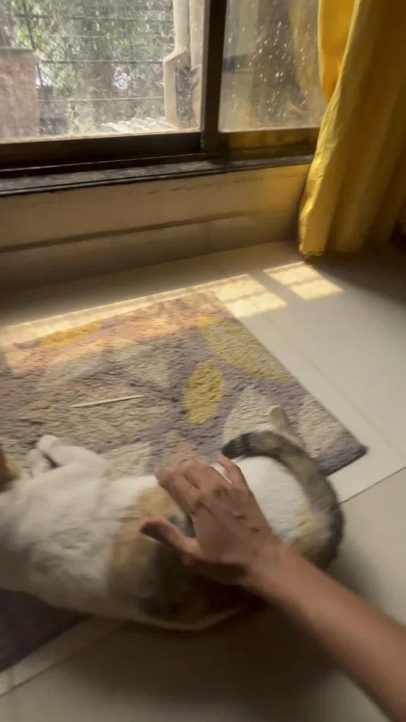 A white cat with ginger and grey patches lying on a rug beside a sunlit window while a hand strokes her back. This is Chanel, a stray cat in Mumbai who needs a home.
