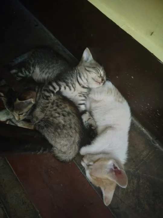 Two Tabby Kittens, About 1.5 Months Old, Best Adopted Together, adoptable cat in Delhi NCR