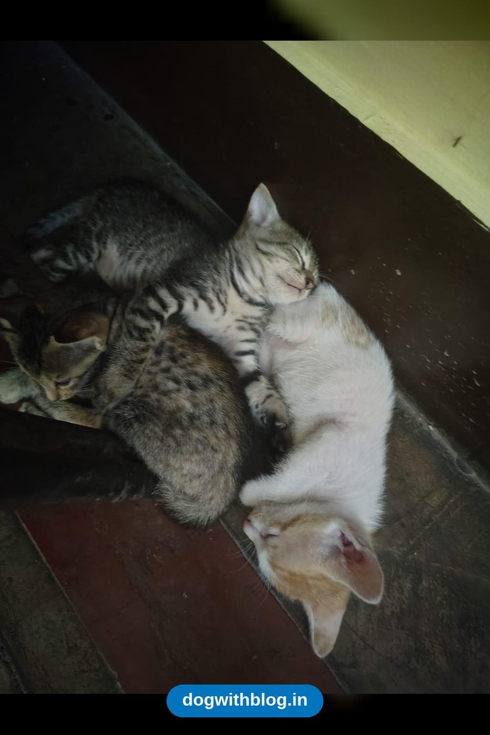 Two Tabby Kittens, About 1.5 Months Old, Best Adopted Together in Delhi NCR