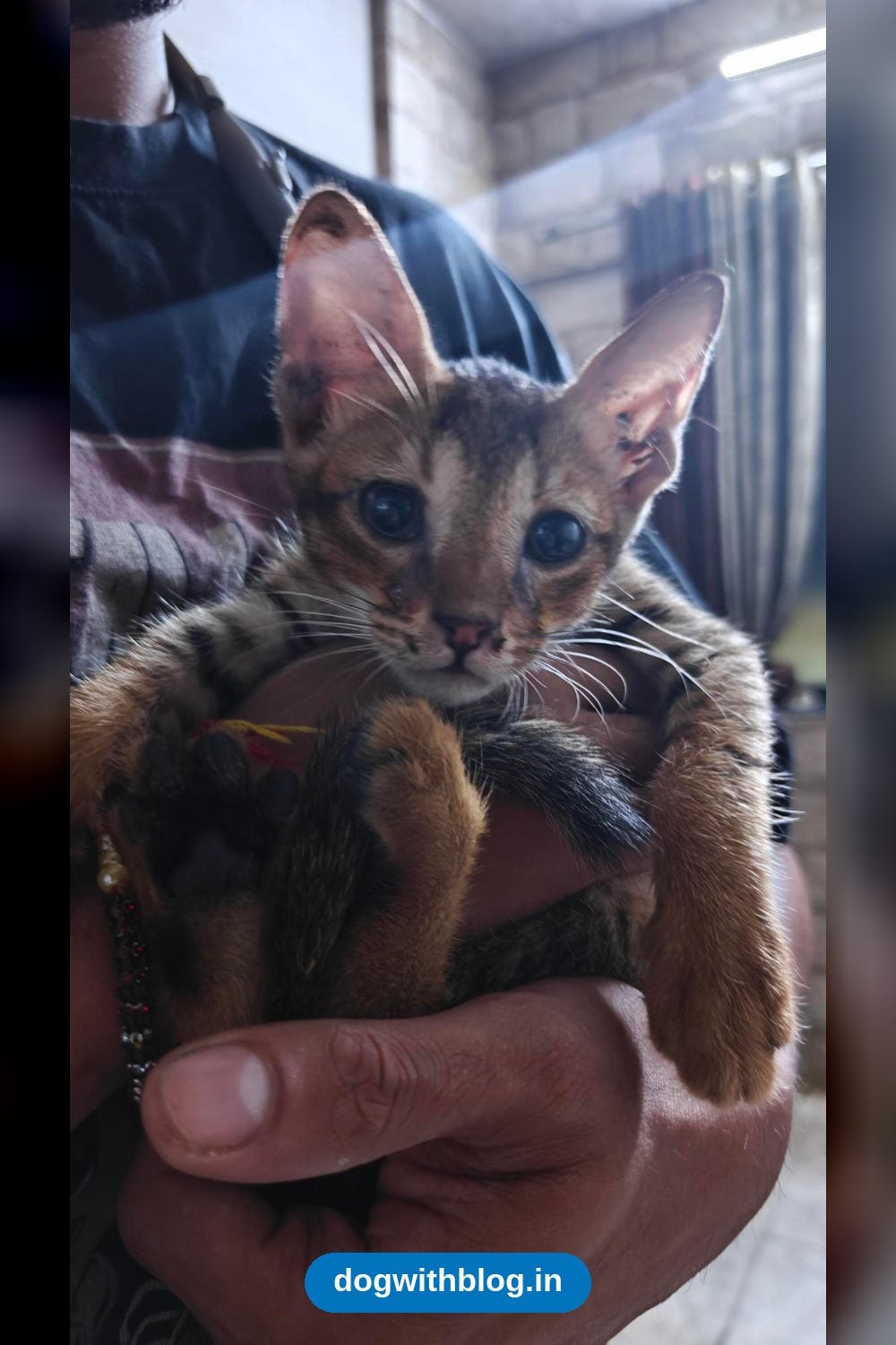 Rescued Kitten, 2 Months Old, Recovering From an Eye Infection, Needs a Foster or Home — Mumbai