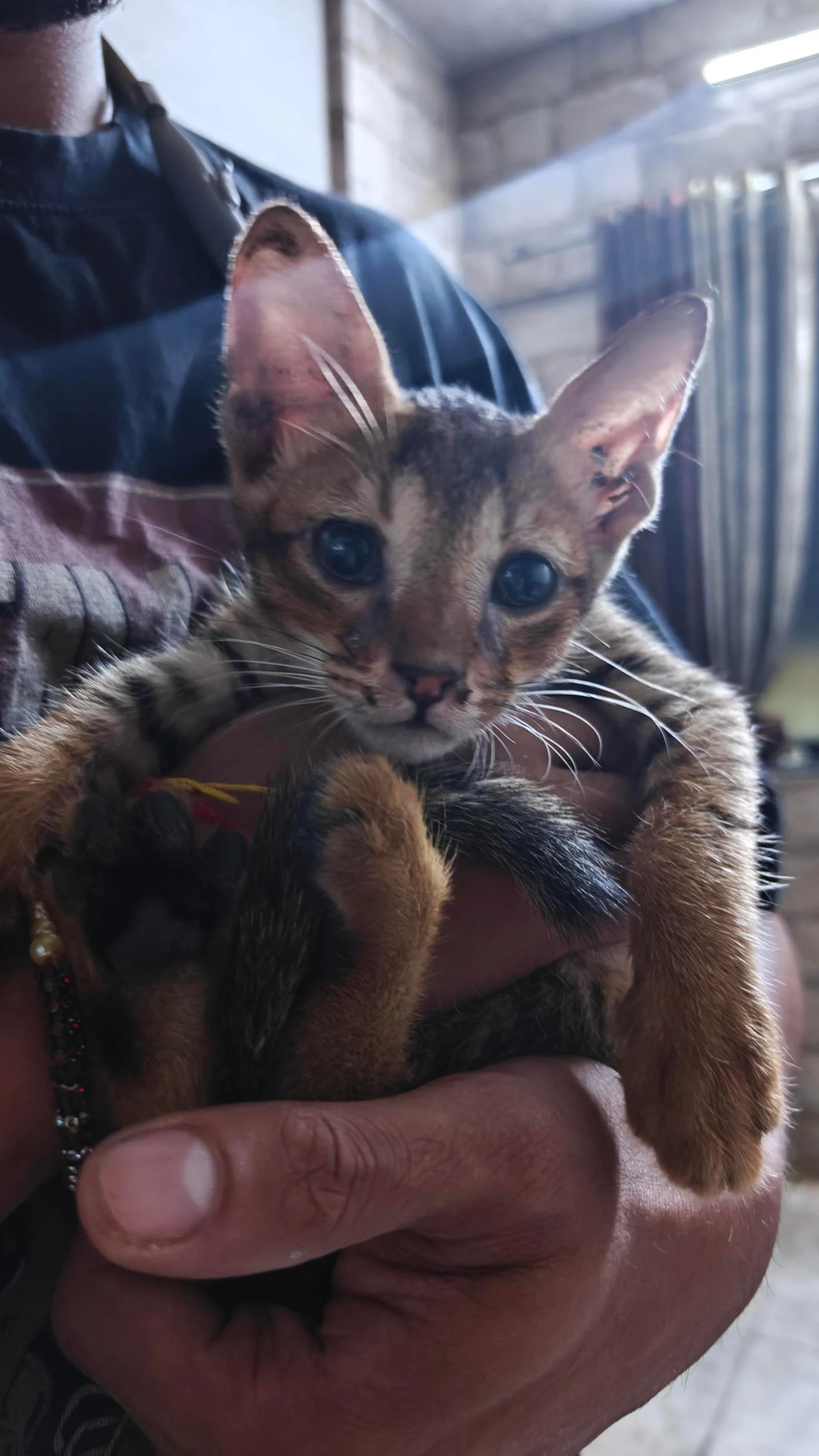 Rescued Kitten, 2 Months Old, Recovering From an Eye Infection, Needs a Foster or Home in Mumbai