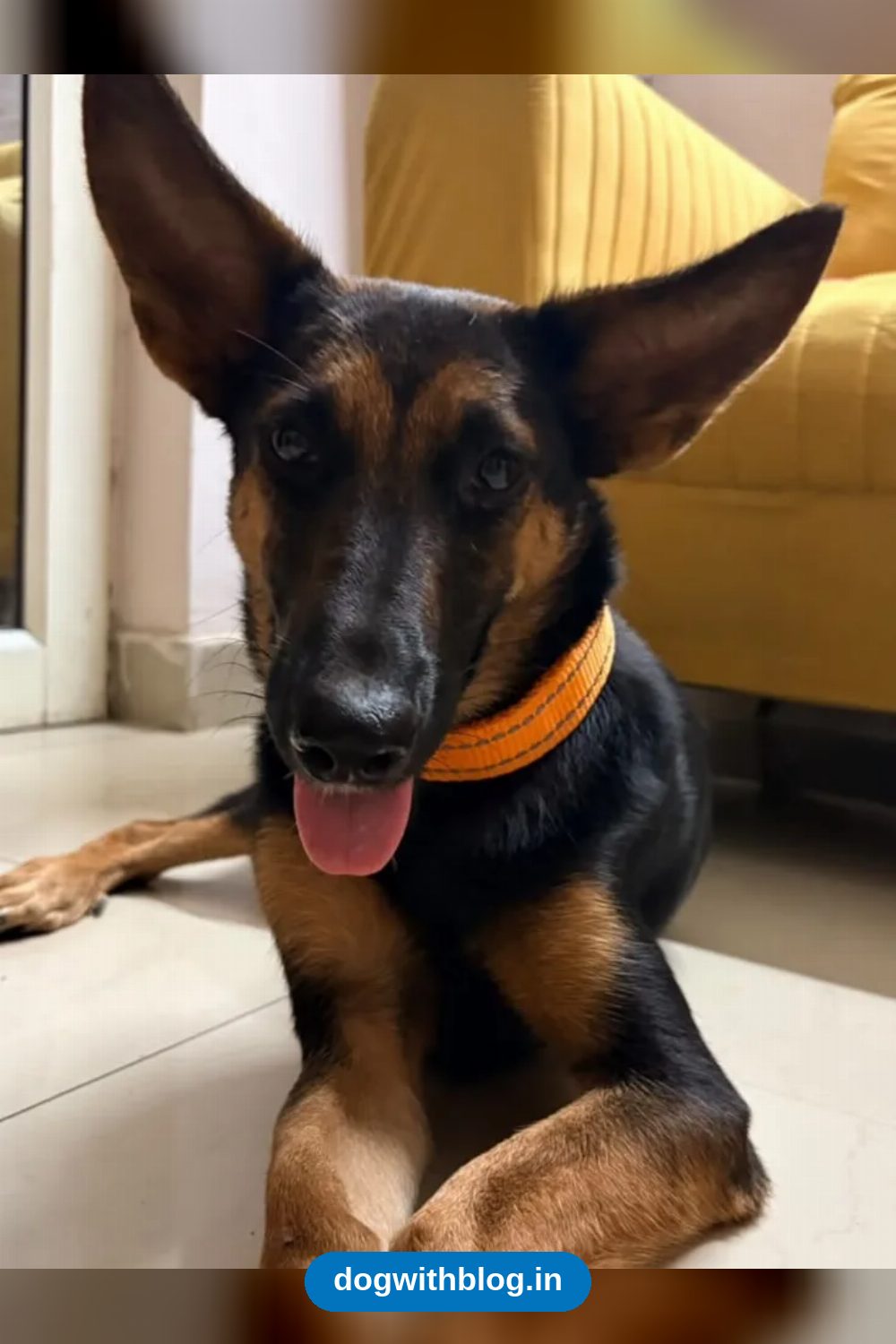 Candy, a Calm 7-Month-Old German Shepherd Mix, Needs a Home in Delhi NCR