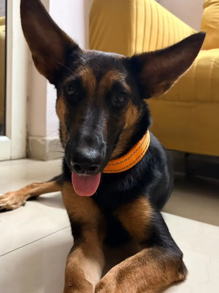 Candy, a black and tan German Shepherd mix with an orange collar, lying on a floor