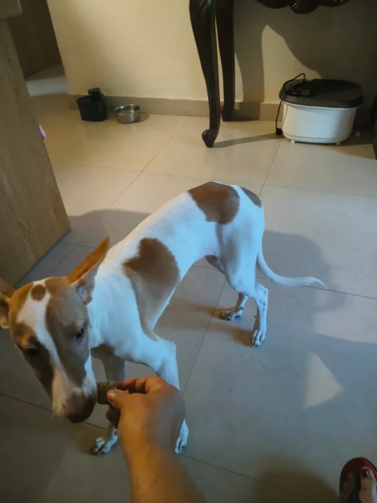 Chai, a Loving 7-Month-Old Indie Puppy, Needs a Home, adoptable dog in Pune
