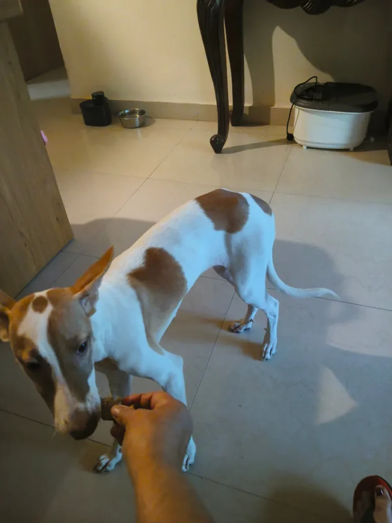 A white and tan indie puppy with tan ears and a tan face patch, standing on a tiled floor in Pune and taking a treat from a hand
