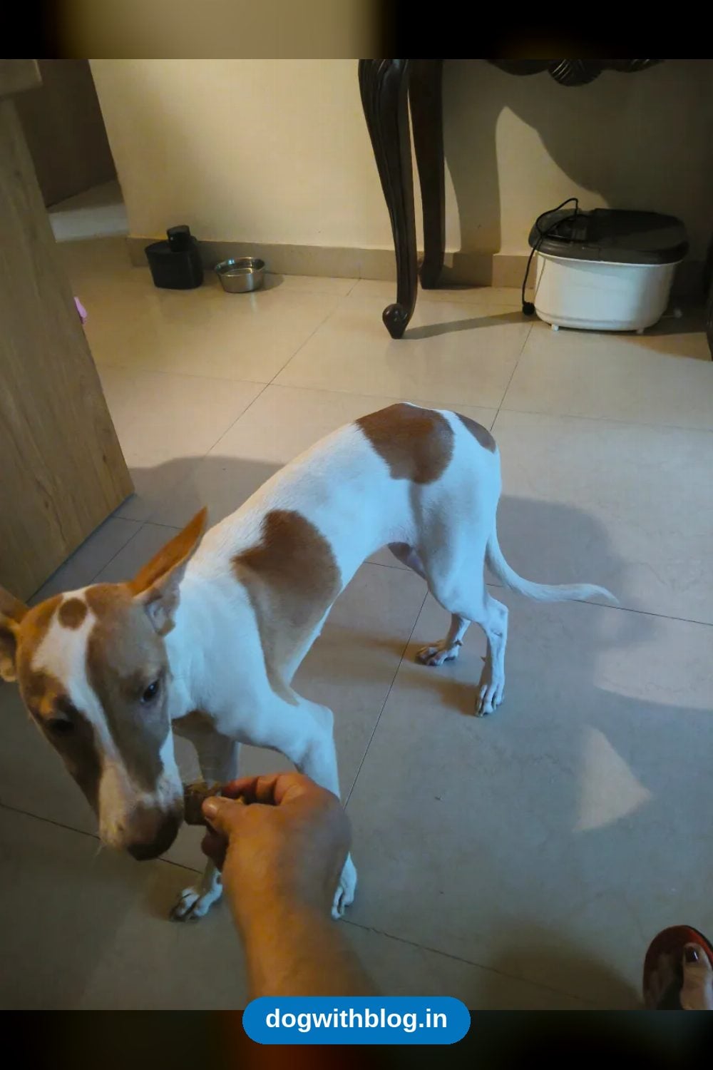 Chai, a Loving 7-Month-Old Indie Puppy, Needs a Home in Pune