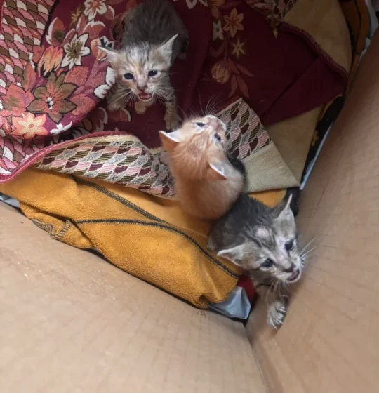 Newborn Kittens in Chhatarpur Need Caring Homes After Losing Their Mother, adoptable cat in Delhi NCR