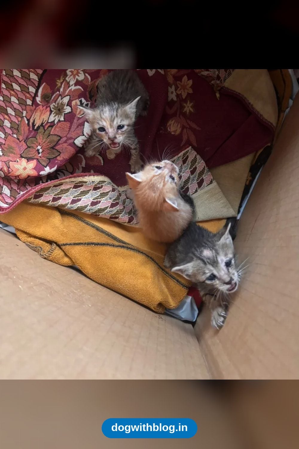 Newborn Kittens in Chhatarpur Need Caring Homes After Losing Their Mother — Delhi NCR