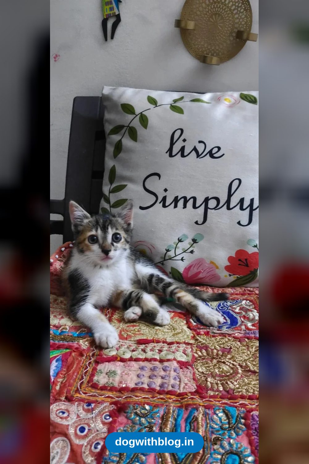 Chikku, a 2-Month-Old Calico Kitten, Dewormed and Litter Trained, Needs a Home — Bengaluru