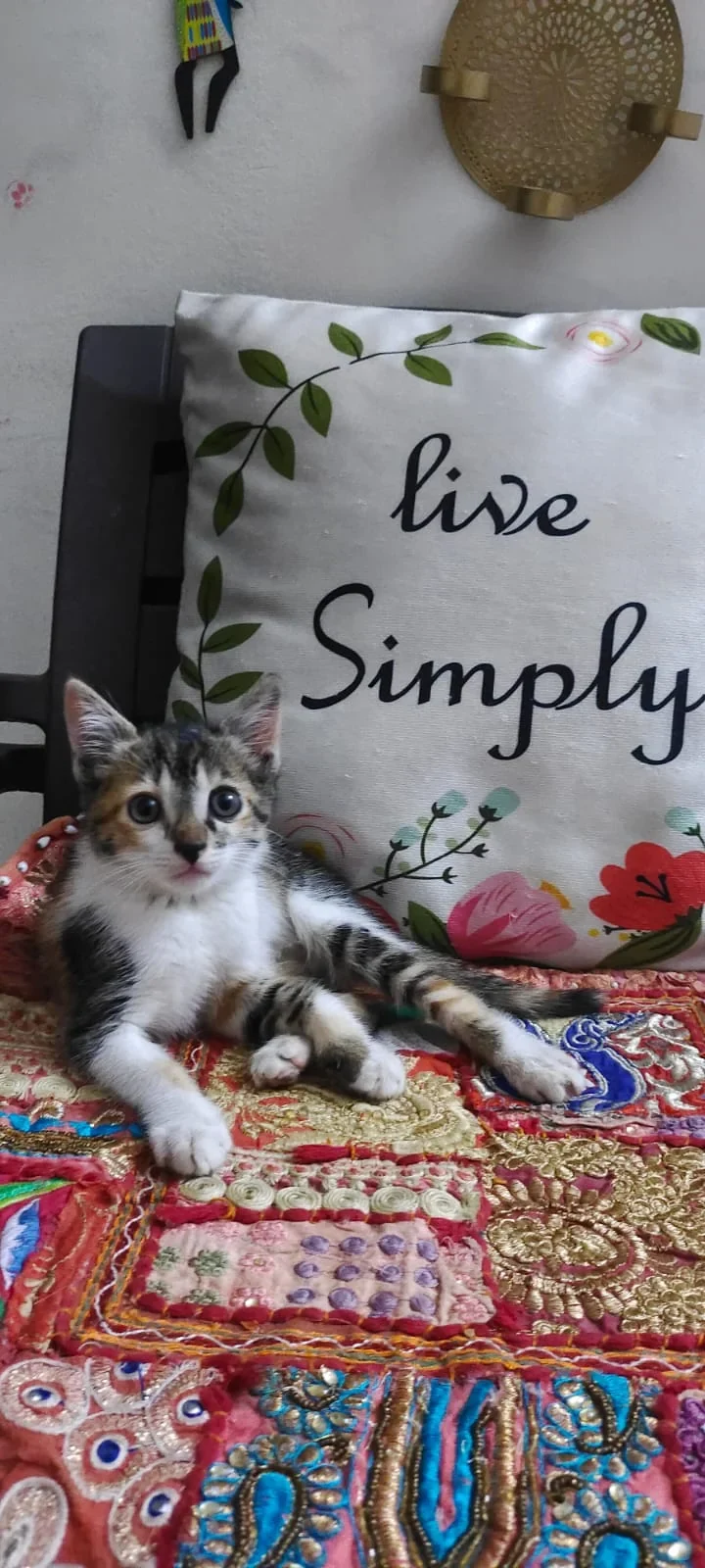 Chikku, a calico kitten with a white chest and white paws, lying on a colourful embroidered cushion in front of a floral pillow, looking at the camera