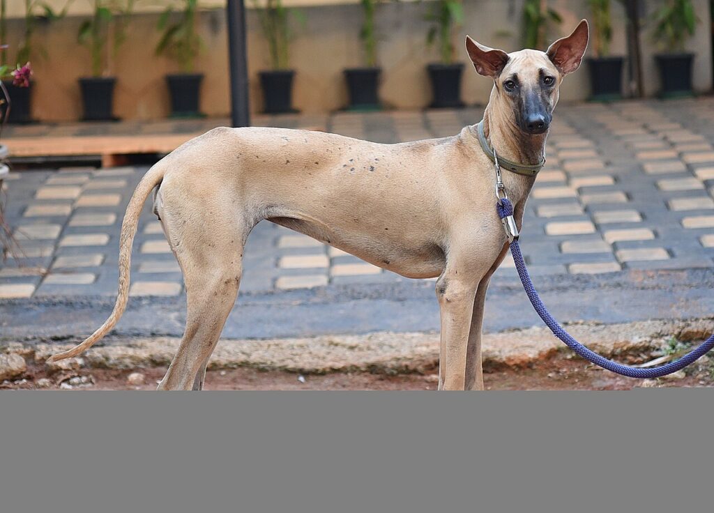 Five-month-old fawn Chippiparai puppy with a dark muzzle, standing on a leash in a paved courtyard