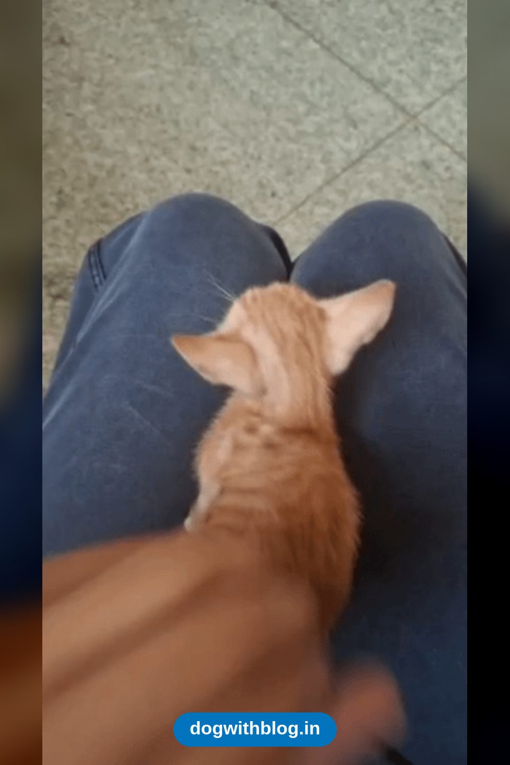 Three Female Kittens, Age Unknown, Whose Family Can’t Keep Them in Jalandhar
