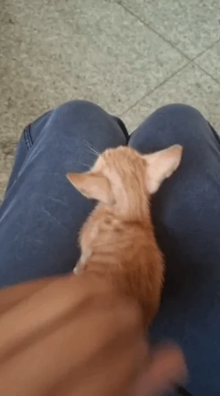 Orange kitten sitting on a person's knees, one of three female kittens up for adoption in Jalandhar