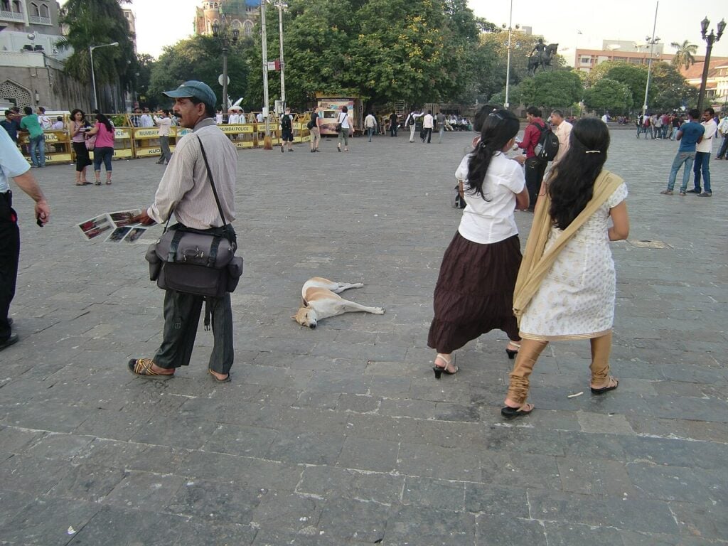 A dog resting in the square near the Gateway of India in Colaba, close to pet-friendly cafes in Mumbai