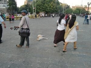 A dog resting in the square near the Gateway of India in Colaba, close to pet-friendly cafes in Mumbai