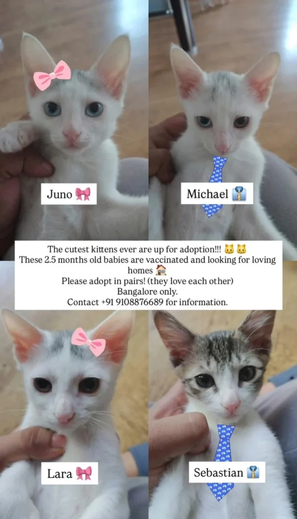 Adoption poster for four kittens named Juno, Michael, Lara and Sebastian, 2.5 months old and vaccinated, Bangalore only