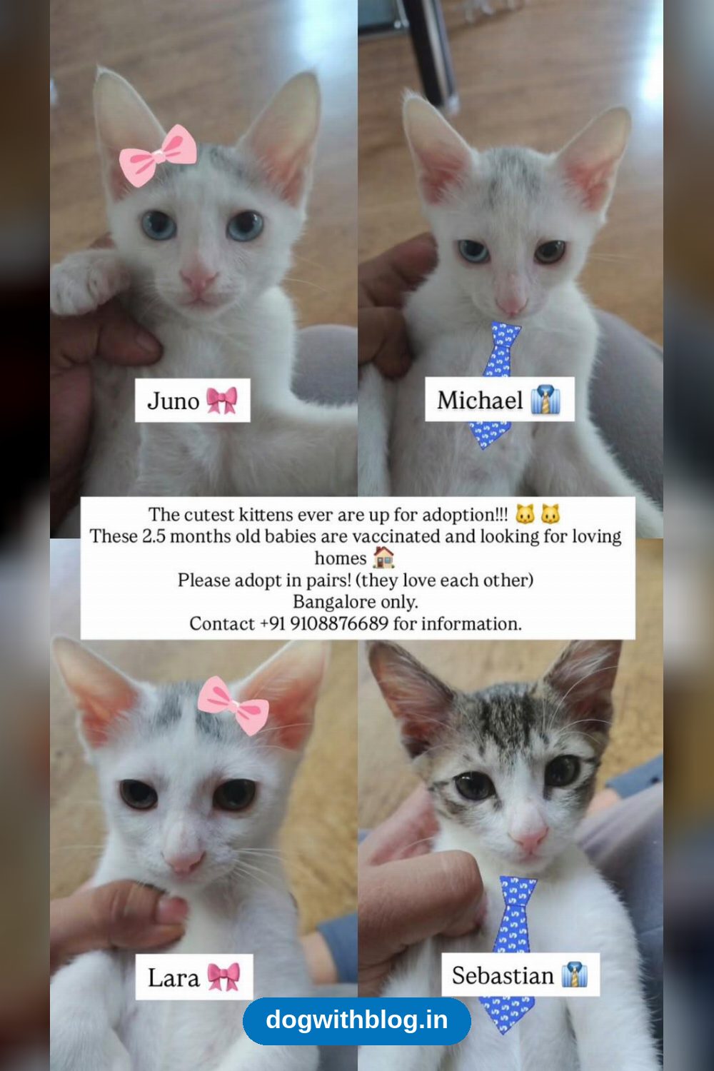 Juno, Michael, Lara and Sebastian, Four Vaccinated Kittens in Bengaluru