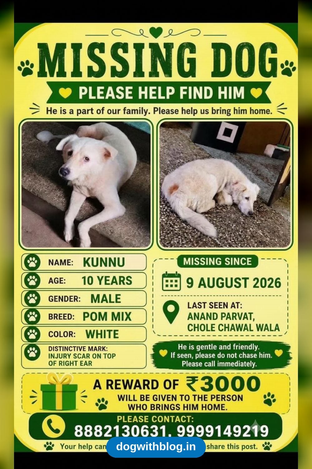 Lost Dog, Kunnu, White Male Pom Mix, Missing From Anand Parvat Since 9 August in Delhi NCR