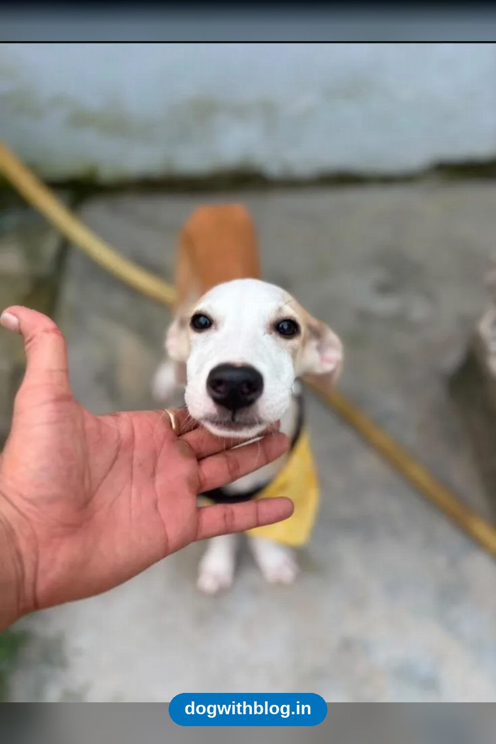 Devi, a 50-Day-Old Indie Puppy Rescued From Traffic, Needs a Home in Delhi NCR