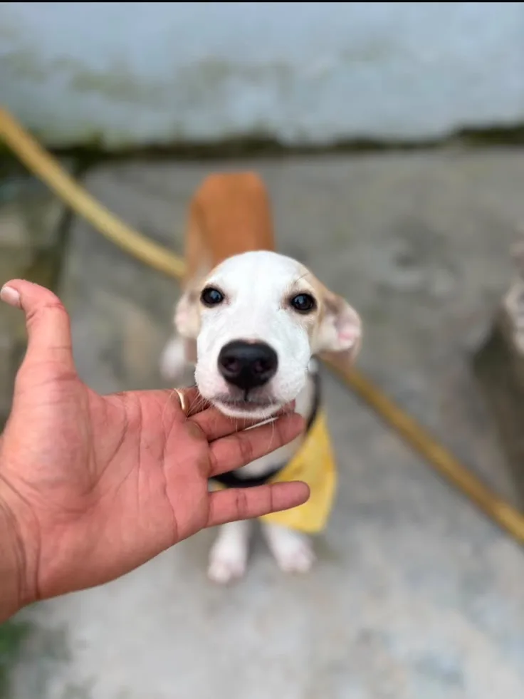 Devi, a tiny white Indie puppy with a yellow collar, held by a hand