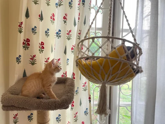 Chiggy, Tiny Orange Kitten Who Purrs at First Sniff, adoptable cat in Bengaluru