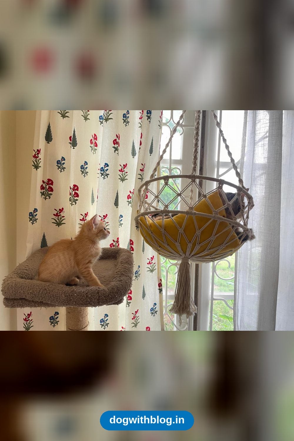 Chiggy, Tiny Orange Kitten Who Purrs at First Sniff in Bengaluru