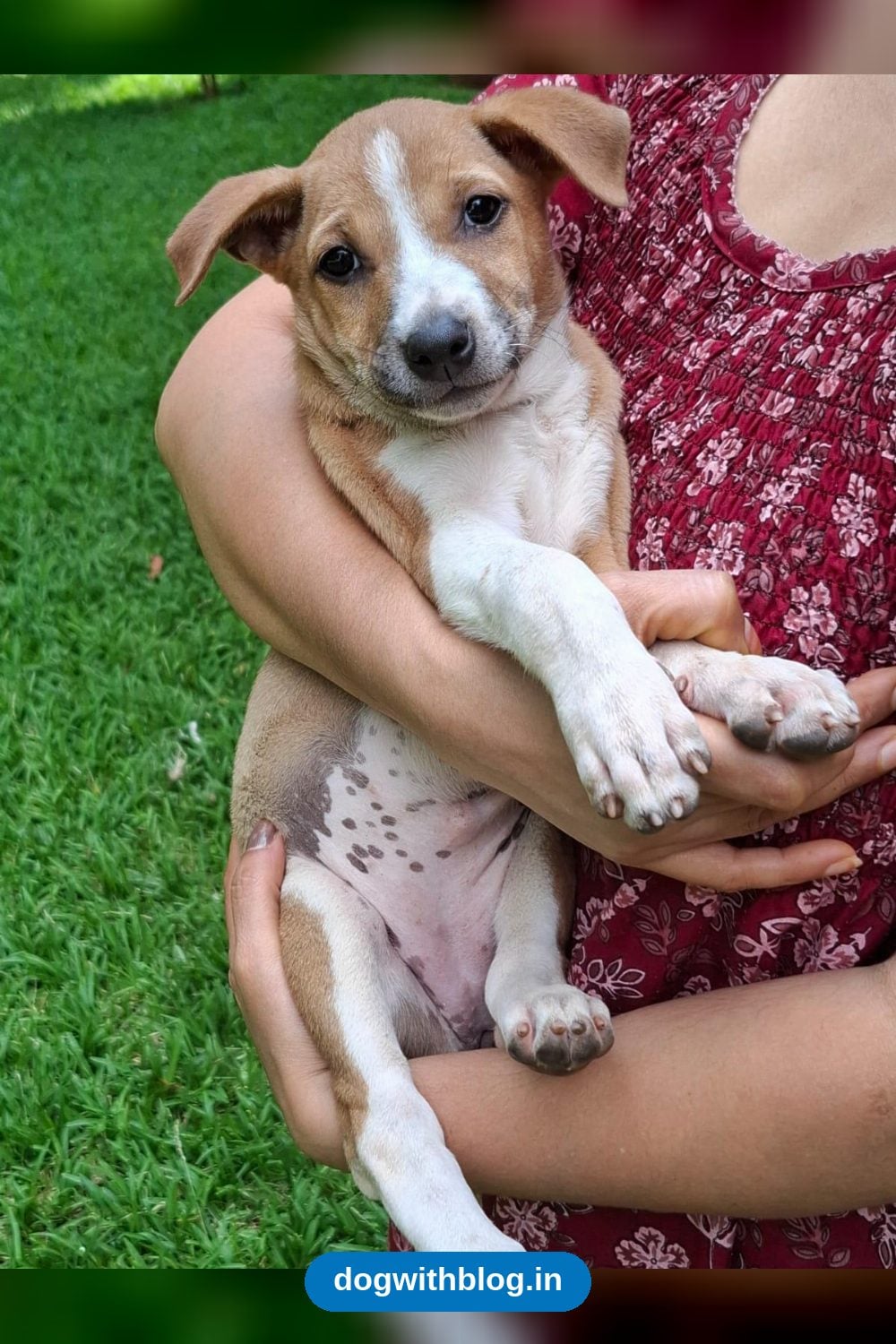 Coco, a Bubbly Vaccinated Female Puppy Born in HSR Layout, Needs a Home — Bengaluru