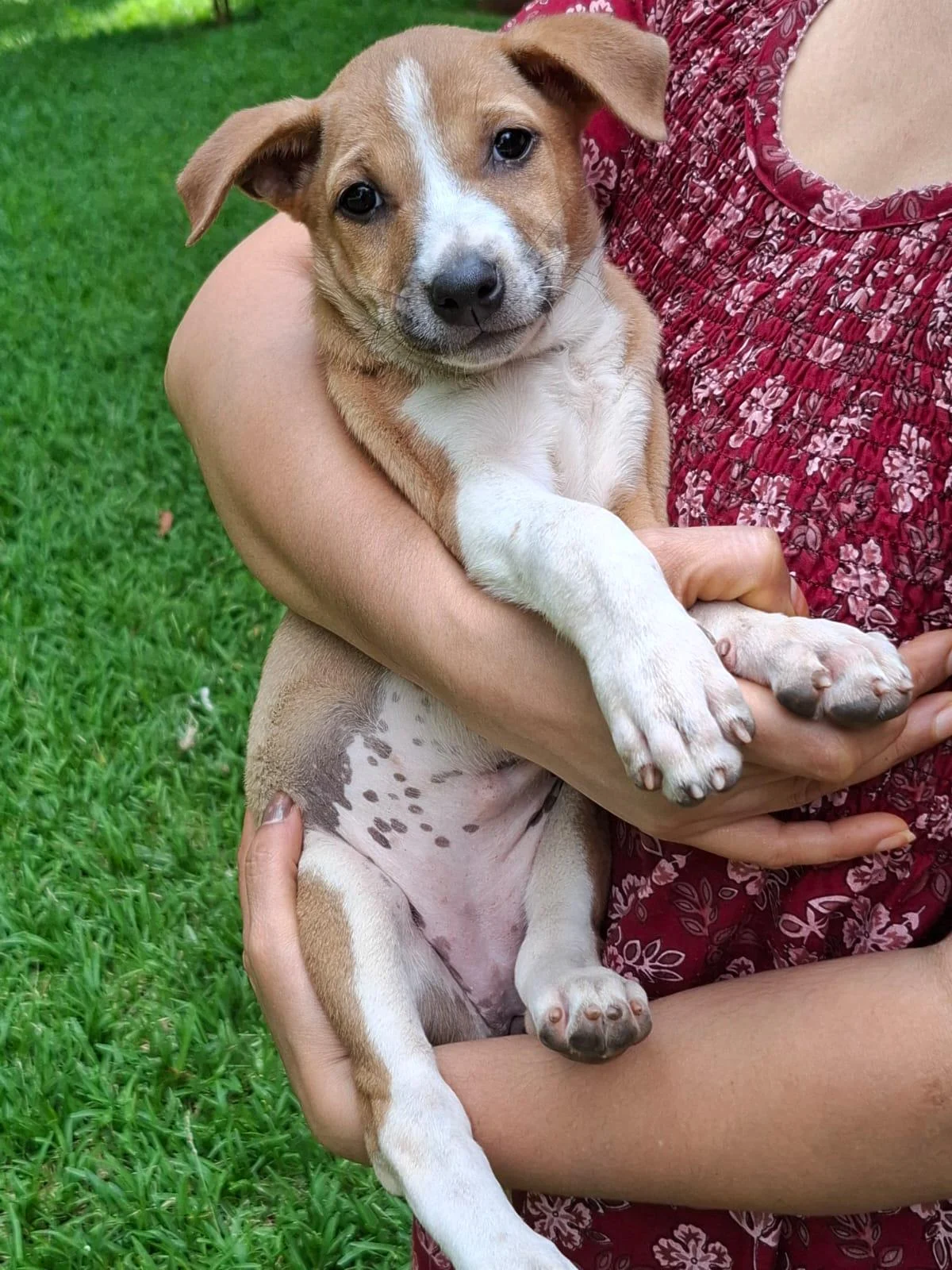 Coco, a Bubbly Vaccinated Female Puppy Born in HSR Layout, Needs a Home in Bengaluru