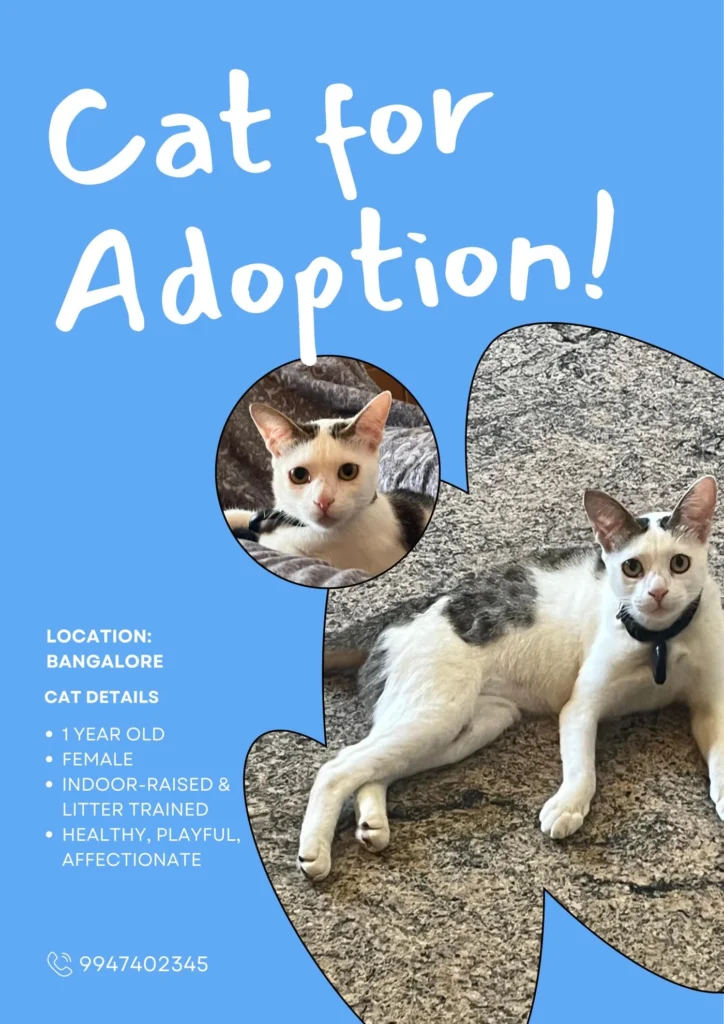 Adoption poster for a one-year-old white cat with grey patches lying on granite, with the text Cat for Adoption and Bangalore