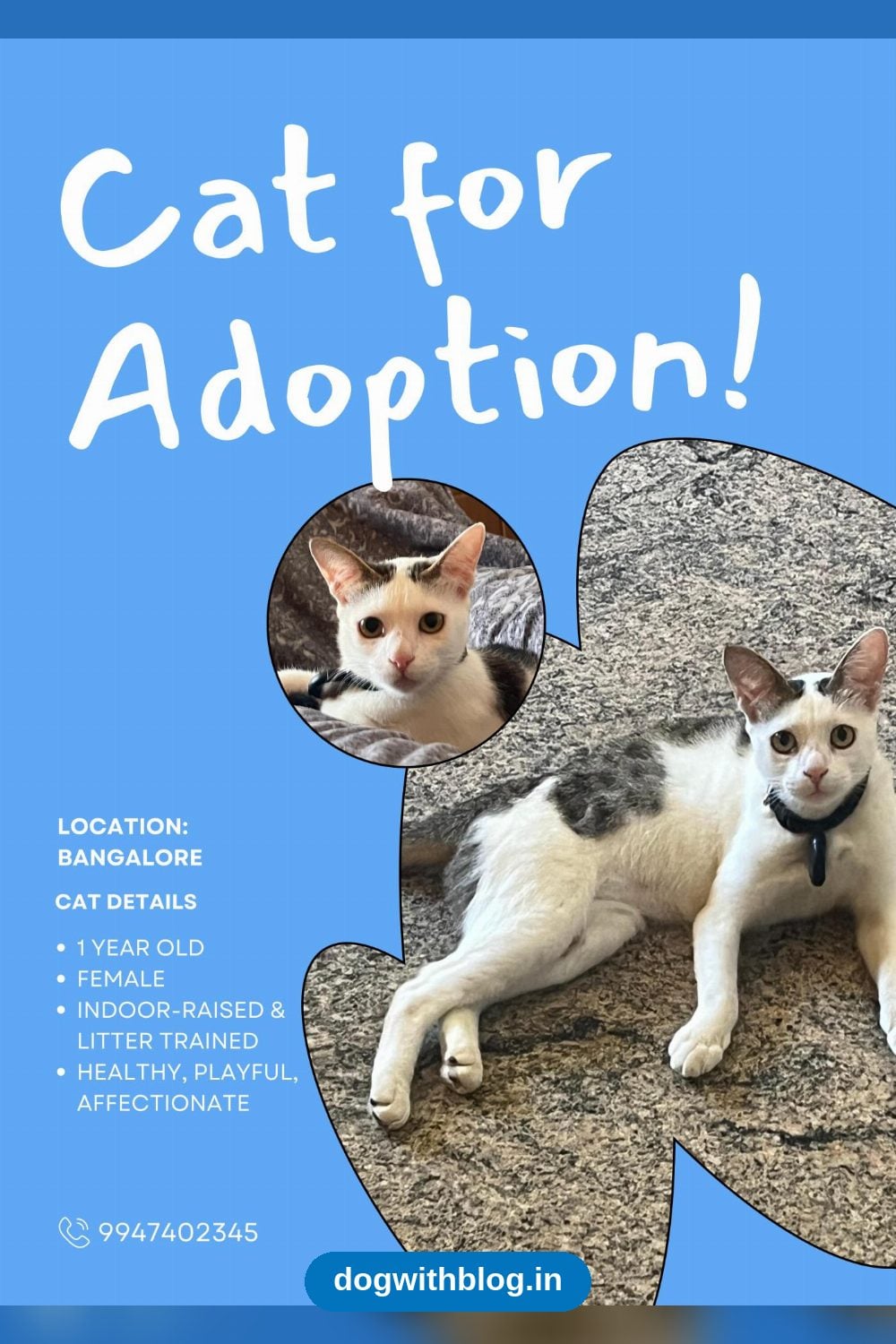 Indoor-Raised One-Year-Old Female Cat Needs a Home in Bangalore or Kochi