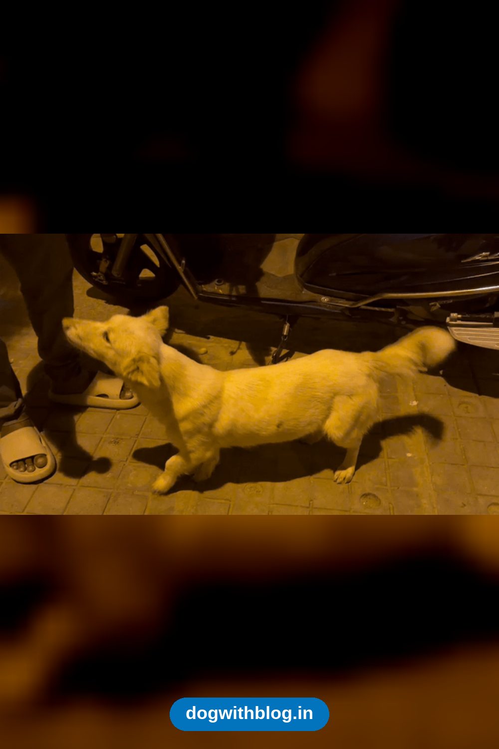 Gentle 10-Month-Old Girl, Just Spayed, Needs a One-Week Foster and a Forever Home in Bengaluru