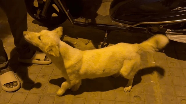Cream-coloured young dog with a curled tail standing on a paved street at night beside a parked scooter