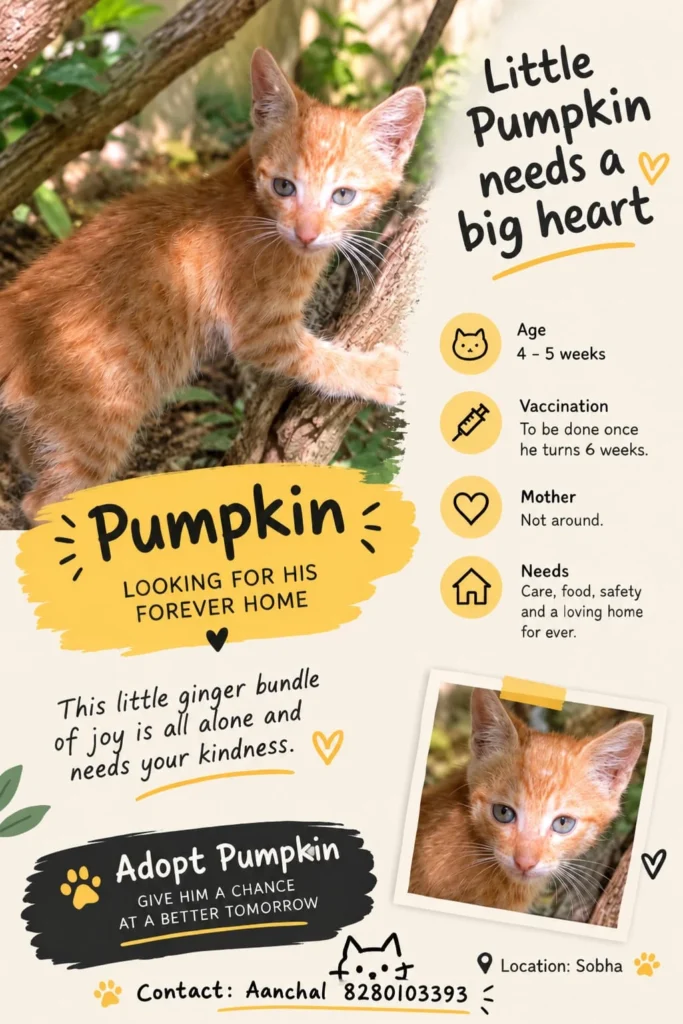 Adoption poster for Pumpkin, a ginger kitten, with a photo of him on a tree branch and his details: 4 to 5 weeks old, vaccination at 6 weeks.